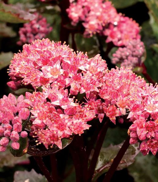 Sedum Double Martini ®